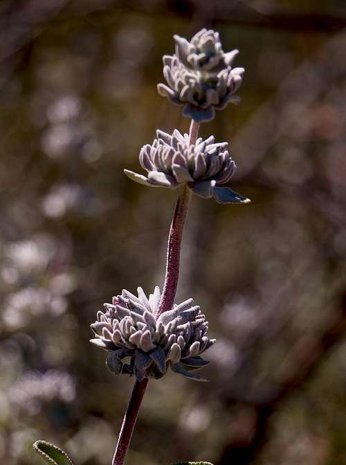 Purple Sage (<i>Salvia leucophylla</i>)