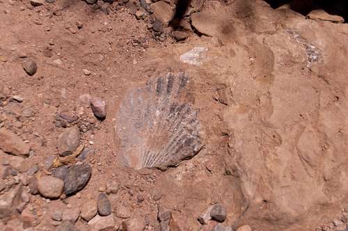 Fossils in Red Rock Canyon