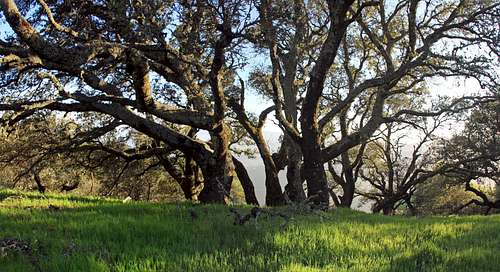 Oaks on Big Rock Ridge