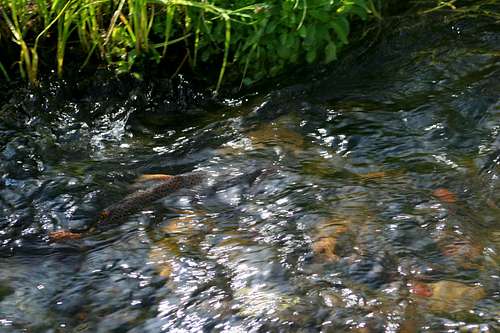 Spawning Yellowstone cutthroat trout