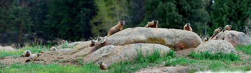 Marmot Family - Extended
