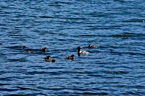 Ducks in Tenaya Lake