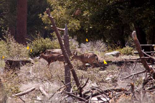 Deers at Crystal Lake Campground