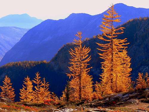 Golden Larches looking Bright