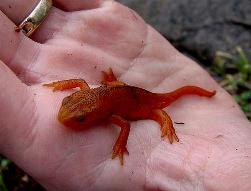 Red-spotted Newt (Notophthalmus viridescens)
