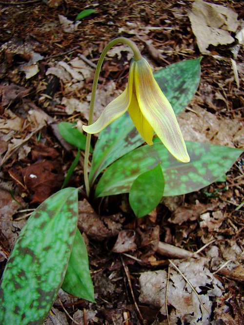 Trout Lily (Erythronium americanum)