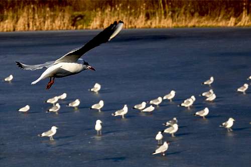 Gulls by Baltic Sea.