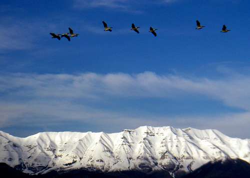 Pelicans and Timp