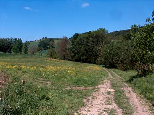Yellow panorama near the Książ natural reserve