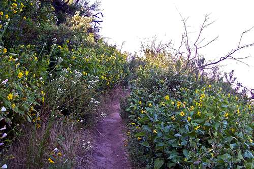 Wildflowers on both sides of the trail