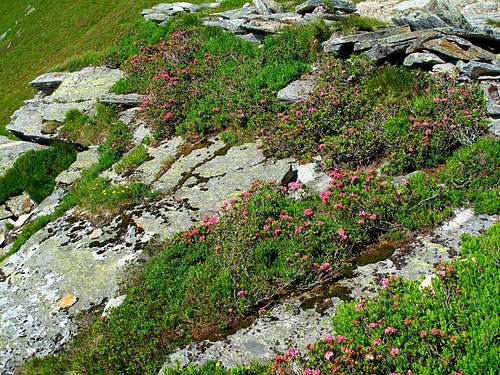 Rocks and alpine rhododendrons...