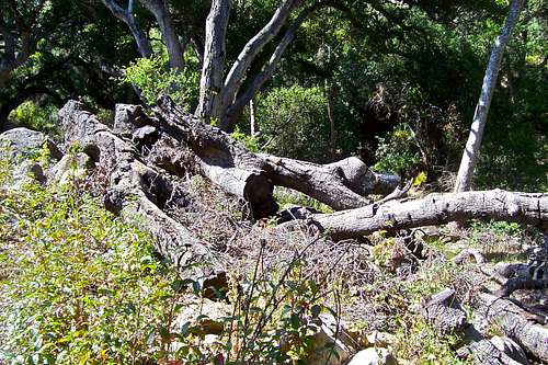 Fallen oak trees