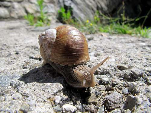 Snail = Lumaga (Dialet from Milan)