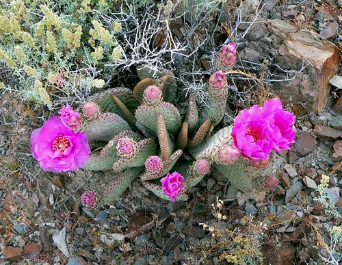 Prickly Pear cactus bloom