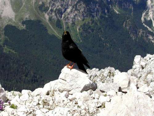 A mountain jackdaw on the...
