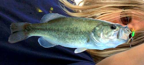 Large Mouth Bass