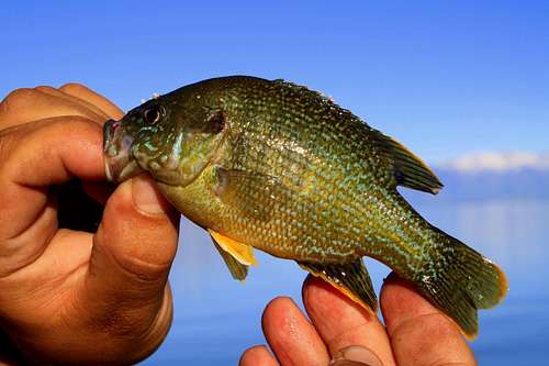 Green Sunfish