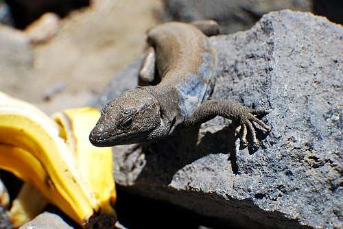Teide lizard