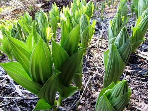 Corn Lilies