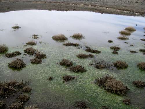 Algae in seasonal pond