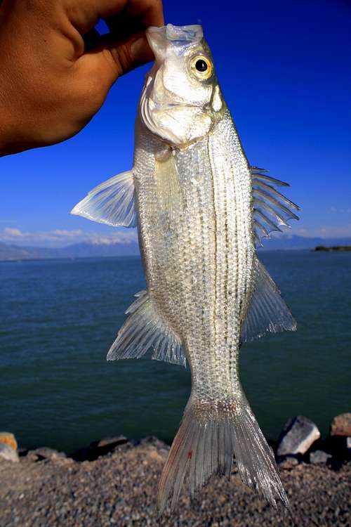 Utah Lake White Bass