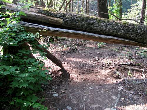 Linville Gorge Trail