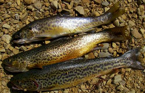 3 Tiger Trout