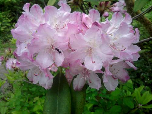 Rhododendrons on the path