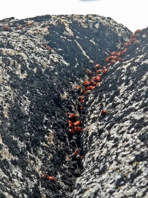 Lady Bugs on the Summit