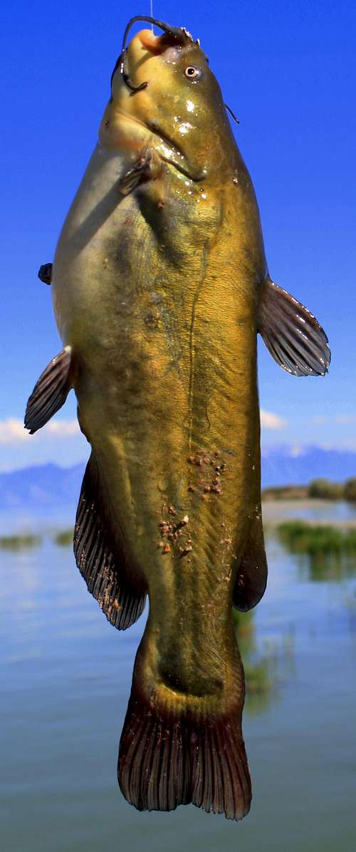 Balck Bullhead Catfish