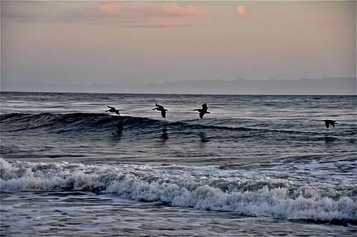 Pelicans skimming the surf