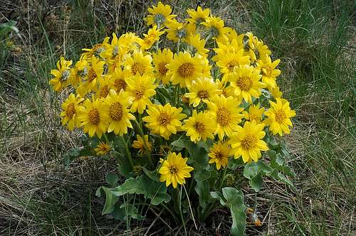 Arrowleaf Balsamroot