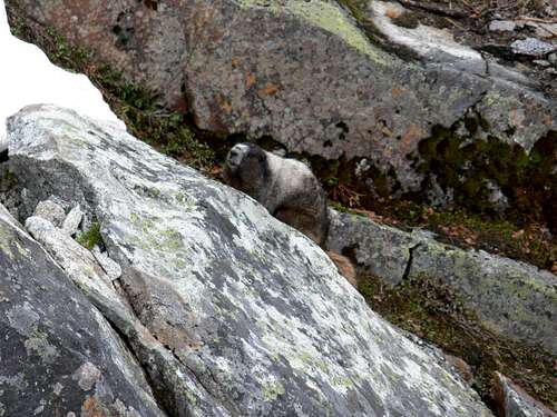 Marmot on the Rocks