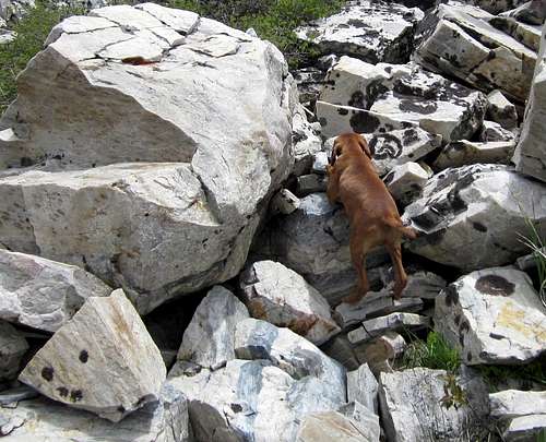 The rock climbing dog
