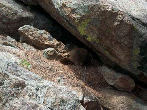 Marmot near Window Rock