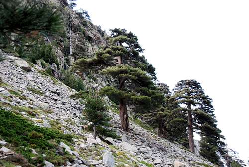 Lariccio pine trees
