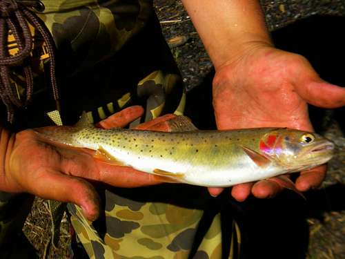 Cutthroat Trout