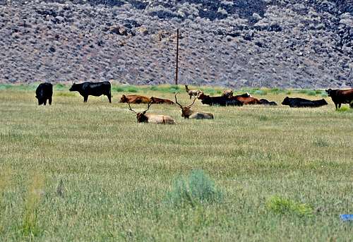 Elks and Cattle living in harmony 