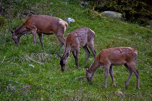 Deers in Tatras