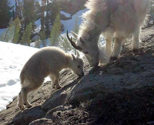 Goats in Ingalls Peak basin