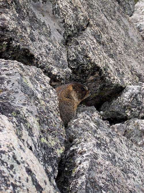 Marmot peeking out of the rocks