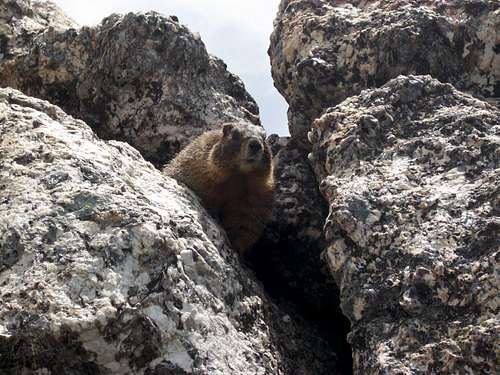 Marmot from below
