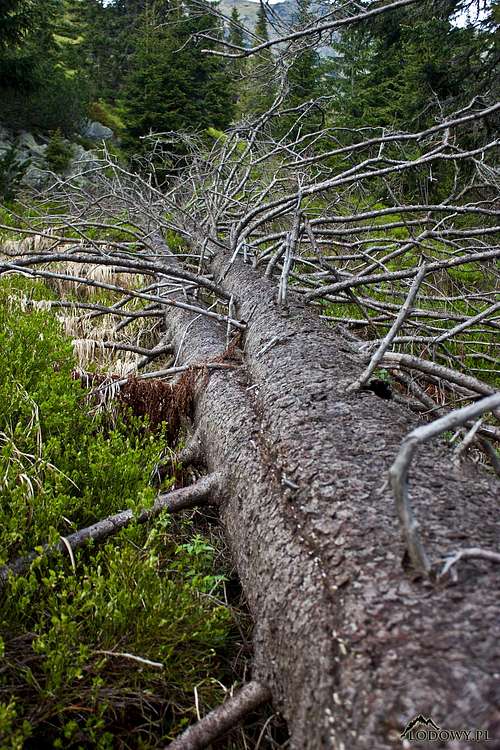 Temne Smreciny wilderness