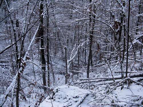 Frozen primeval beech forest