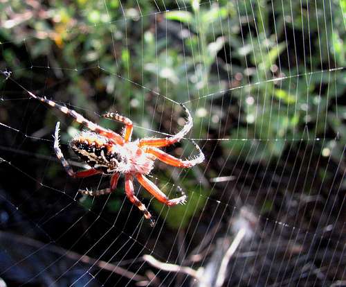 Spider - Mashhad - Dolatabad Vilage