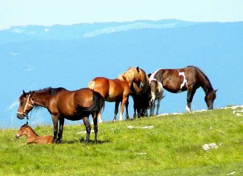 Horses on Lebršnik