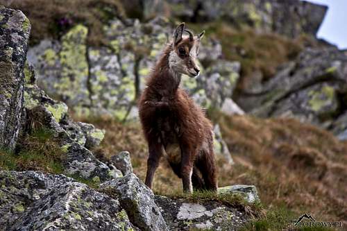 Chamois youngster