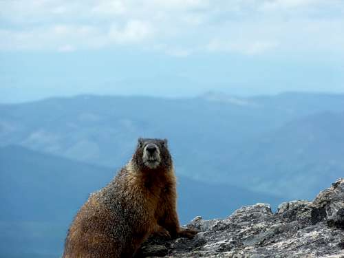 Marmot on top of James Peak
