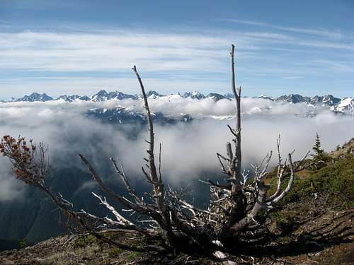 A Dead Tree on Crater Mountain