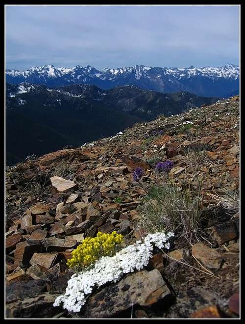 Wildflowers on Grey Peak